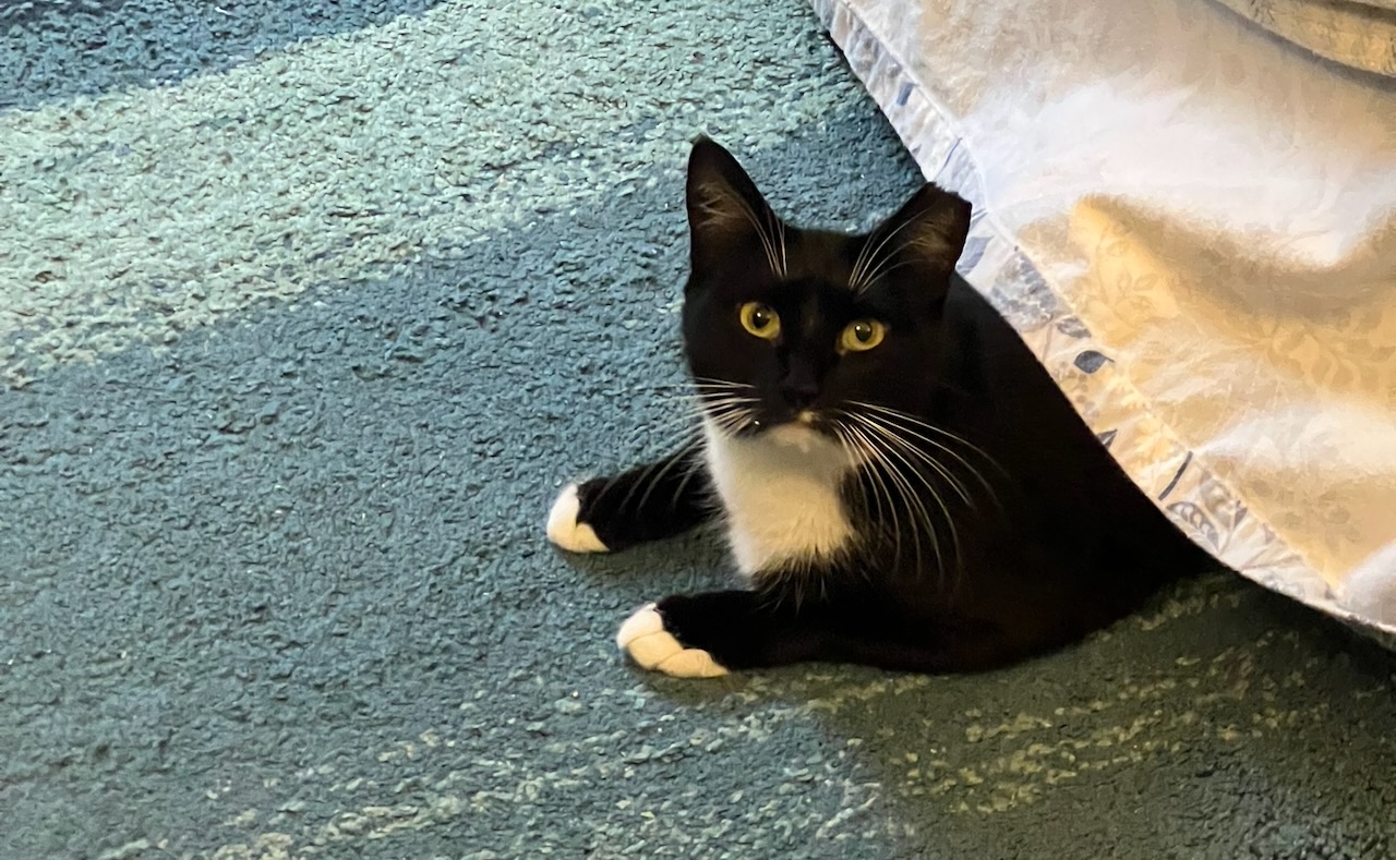 Elliot Milco's cat Greta, emerging from under the bed.